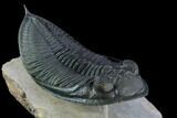 Zlichovaspis Trilobite - Stunning Preparation #125093-4